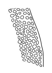 Macromitrium orthophyllum, upper laminal cells at margin.
 Image: R.C. Wagstaff © All rights reserved. Redrawn with permission from Vitt (1983). 